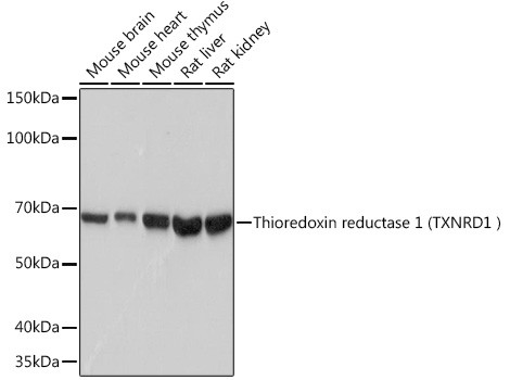 TrxR1 Antibody in Western Blot (WB)