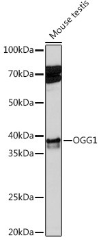 OGG1 Antibody in Western Blot (WB)