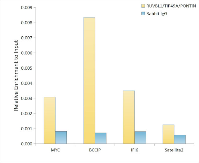 RUVBL1 Antibody in ChIP Assay (ChIP)