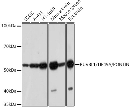 RUVBL1 Antibody in Western Blot (WB)