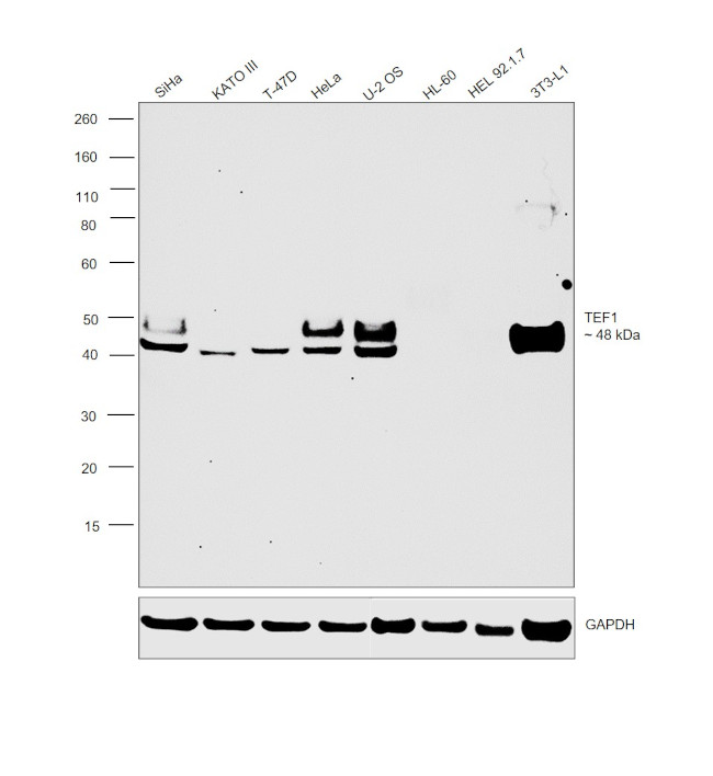 TEF1 Antibody in Western Blot (WB)