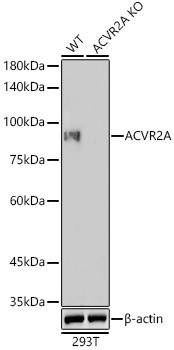 ACVR2A Antibody in Western Blot (WB)