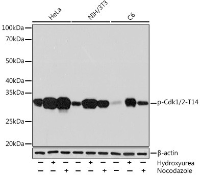 Phospho-CDK1/CDK2 (Thr14) Antibody in Western Blot (WB)