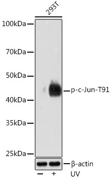 Phospho-c-Jun (Thr91) Antibody in Western Blot (WB)