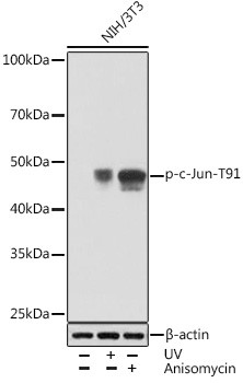 Phospho-c-Jun (Thr91) Antibody in Western Blot (WB)