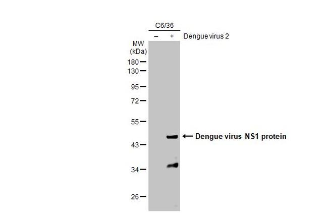 Dengue Virus Type 2 NS1 Antibody in Western Blot (WB)