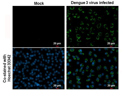 Dengue Virus Type 2 NS1 Antibody in Immunocytochemistry (ICC/IF)