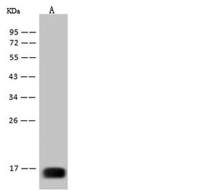 West Nile Virus Envelope (Domain III) (lineage 1, strain NY99) Antibody in Western Blot (WB)