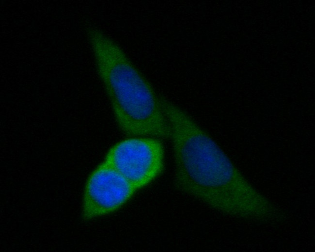 RUVBL2 Antibody in Immunocytochemistry (ICC/IF)