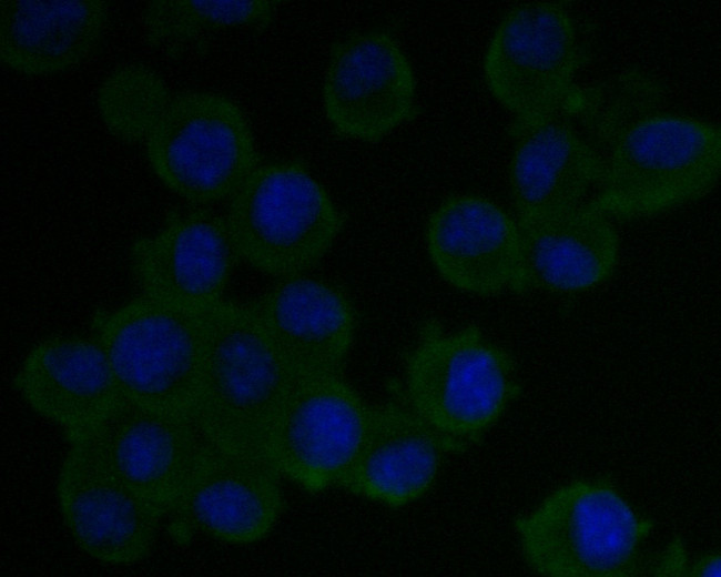 CASPR Antibody in Immunocytochemistry (ICC/IF)