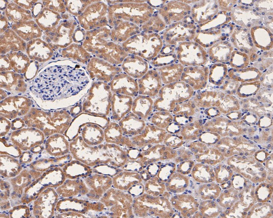 CASPR Antibody in Immunohistochemistry (Paraffin) (IHC (P))