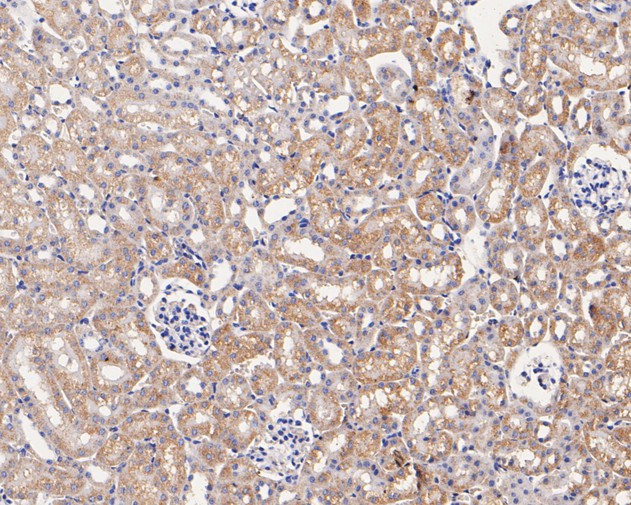 CASPR Antibody in Immunohistochemistry (Paraffin) (IHC (P))