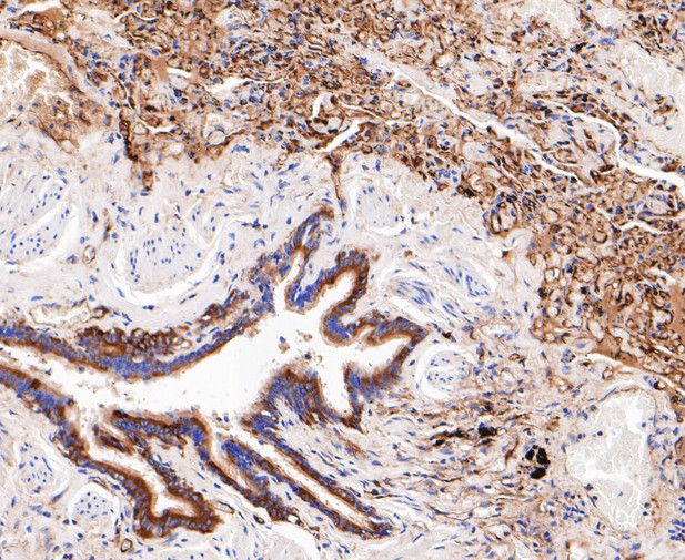 WARS Antibody in Immunohistochemistry (Paraffin) (IHC (P))