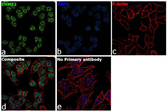 EHMT2 Antibody in Immunocytochemistry (ICC/IF)