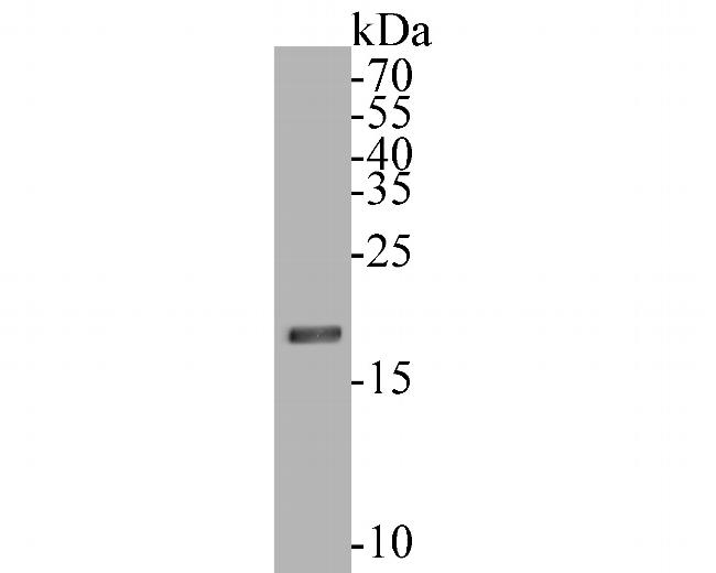 HMGN2 Antibody in Western Blot (WB)