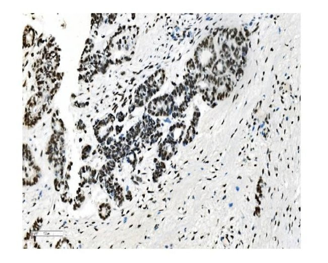 NRF1 Antibody in Immunohistochemistry (Paraffin) (IHC (P))