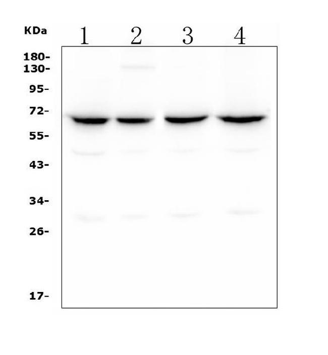 CLPX Antibody in Western Blot (WB)