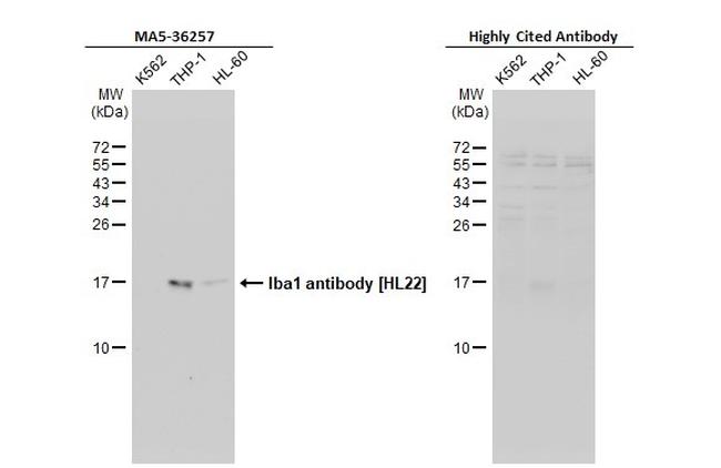 IBA1 Antibody in Western Blot (WB)