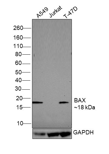 Bax Antibody in Western Blot (WB)