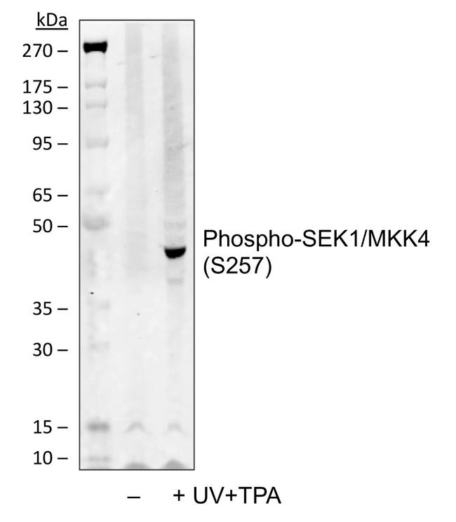 Phospho-MAP2K4 (Ser257) Antibody in Western Blot (WB)