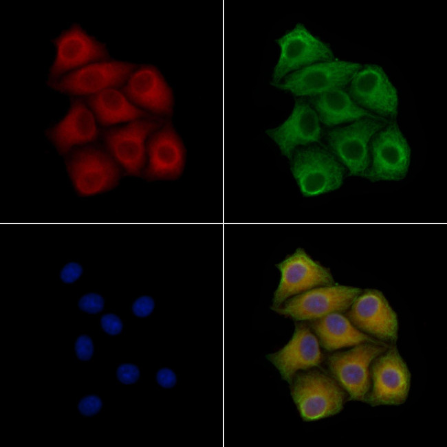 Claudin 6 Antibody in Immunocytochemistry (ICC/IF)