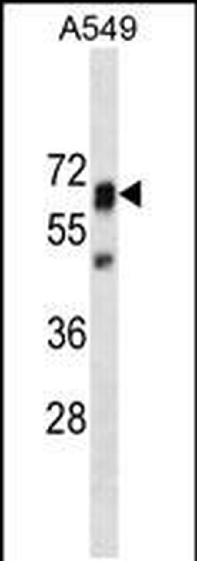 SHP2 Antibody in Western Blot (WB)