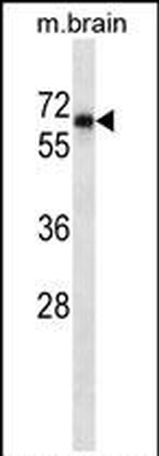 SHP2 Antibody in Western Blot (WB)