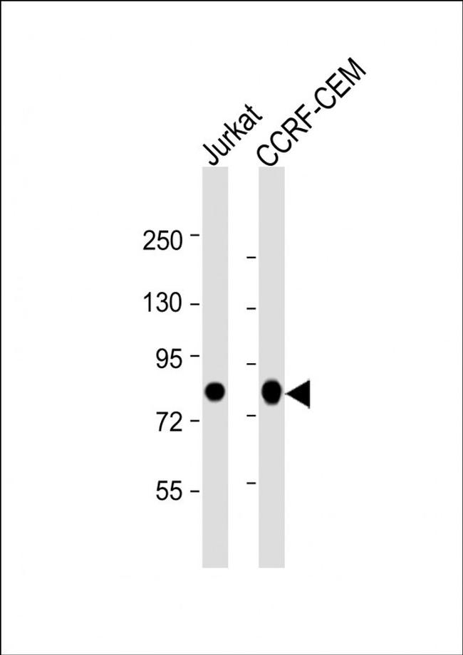 Myb Antibody in Western Blot (WB)