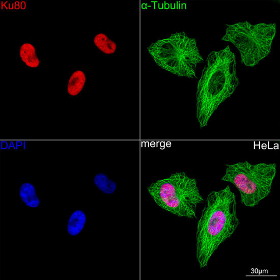 Ku80 Antibody in Immunocytochemistry (ICC/IF)