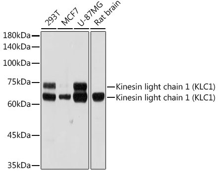 KLC1 Antibody in Western Blot (WB)