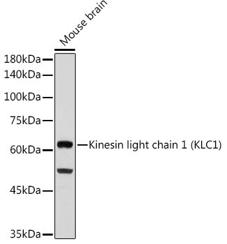 KLC1 Antibody in Western Blot (WB)