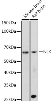 NLK Antibody in Western Blot (WB)