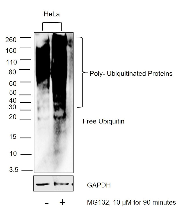 Ubiquitin Antibody in Western Blot (WB)