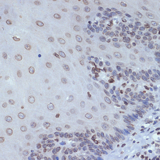 UNC84B Antibody in Immunohistochemistry (Paraffin) (IHC (P))