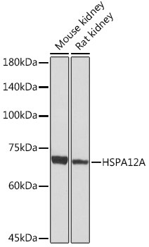 HSPA12A Antibody in Western Blot (WB)