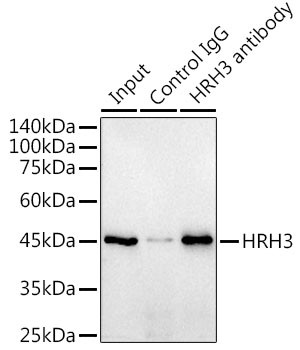 HRH3 Antibody in Immunoprecipitation (IP)