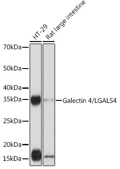 Galectin 4 Antibody in Western Blot (WB)