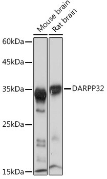 DARPP-32 Antibody in Western Blot (WB)