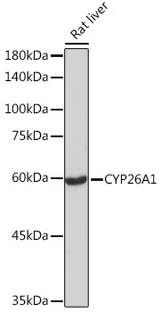 CYP26A1 Antibody in Western Blot (WB)