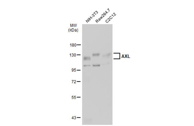 AXL Antibody in Western Blot (WB)