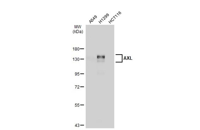 AXL Antibody in Western Blot (WB)