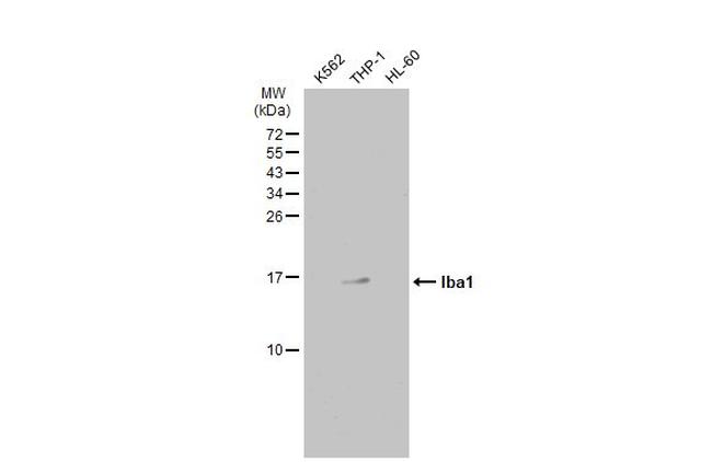 IBA1 Antibody in Western Blot (WB)