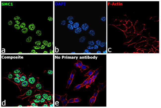 SMC1 Antibody in Immunocytochemistry (ICC/IF)