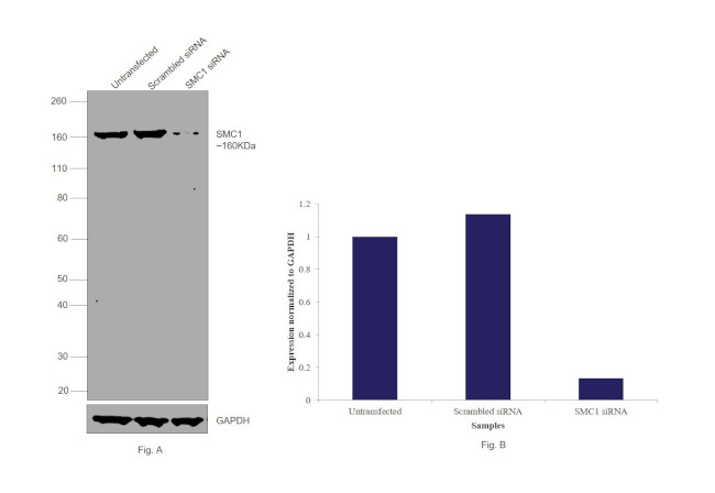 SMC1 Antibody