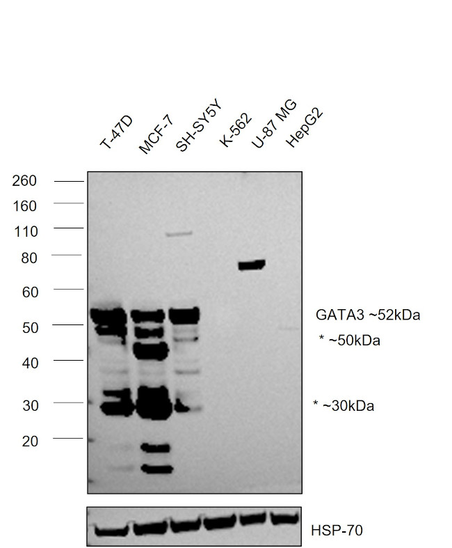 GATA3 Antibody