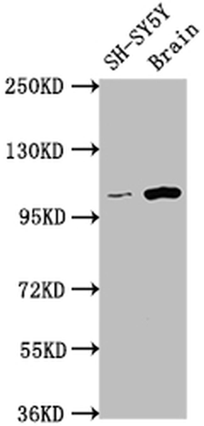 LGR5 Antibody in Western Blot (WB)