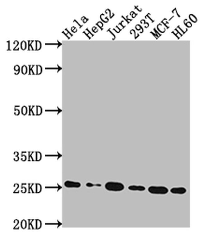 HMGB1 Antibody in Western Blot (WB)
