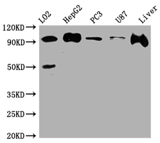 Alix Antibody in Western Blot (WB)