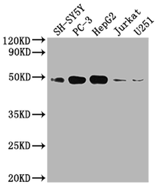 S1P1 Antibody in Western Blot (WB)