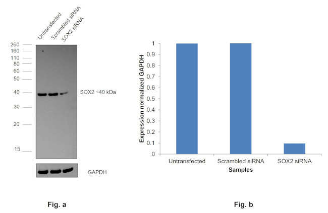 SOX2 Antibody